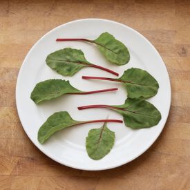 Fire Fresh, (F1) Swiss Chard Seeds